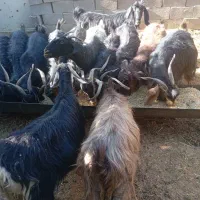۱۴راس بزه آبستن درشت