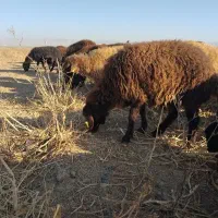 بره ماده گله گرد  و بره نر شیری