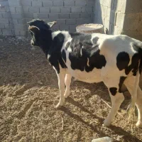 گوساله فروشی|حیوانات مزرعه|هیرمند, |دیوار