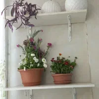 گل و گیاه طبیعی گلدان