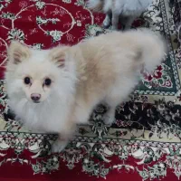 واگذار میگردد توافقی