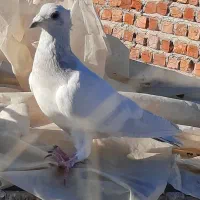 فروشی موقعیت خاش|پرنده|خاش, |دیوار