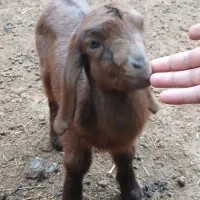 شیرخار بزغاله پاکستانی اصیل گوسفند بره