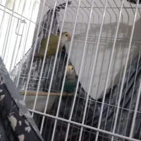 طوطی
