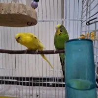 مرغ عشق سالم و سرحال