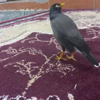 مرغ مینا سخنگو
