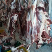 فروش عمده و جزیی گوشت بره.گوساله و گوسفندی