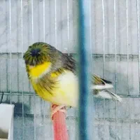 قناری گلاستر اورجینال|پرنده|بروجرد, |دیوار