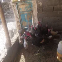 بقلمو ۸ ماه درشت