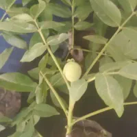 نهال گردو اصلاح شده 50هزار تومان