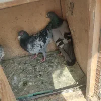 کفتر پلاکی|پرنده|تهران, یافتآباد|دیوار