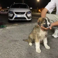 سگ سنگسری سرابی