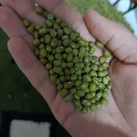 ماش دون بزرگ