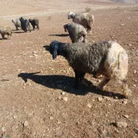 بره نر تخمی معامله با بز