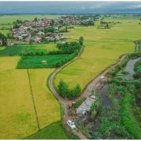 یک هکتار شالیزار با برداشت 2 تن برنج در سال