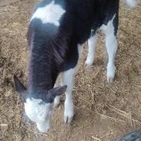 گوساله سیمینتال|حیوانات مزرعه|آق قلا, |دیوار