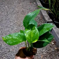 حراج گل و گیاه