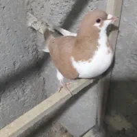 چپ زردماده یهودی هفرنگ ماده شصتی زرد گل دار|پرنده|قزوین, |دیوار