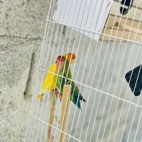 طوطی برزیلی|پرنده|جوانرود, |دیوار