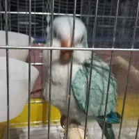 طوطی راهب|پرنده|تهران, خواجه نظام الملک|دیوار