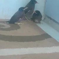 فروش مینا