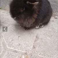 خرگوش