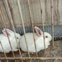 سه عدد خرکوش سفید چشم شرابی|موش و خرگوش|تربت جام, یحیی آباد|دیوار