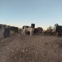 سگ همه چیز تموم