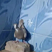 نر پلنگ|پرنده|نیمروز, |دیوار