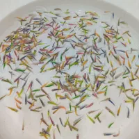 ماهی زبرا باله بلند مولی پاندا