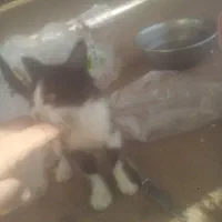 گربه دستی ملوس