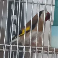 ۲تاسهره بهاره