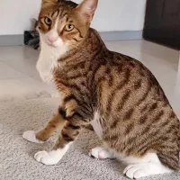 واگذاری رایگان  گربه