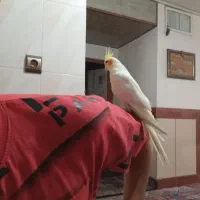 عروس هلندی بالغ|پرنده|فولادشهر, B2|دیوار