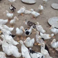 فروش مرغ اردک یکجا|حیوانات مزرعه|شفت, |دیوار