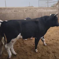 گوساله نرچاق|حیوانات مزرعه|کاشان, مشکات|دیوار