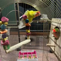 طوطی برزیلی مولد جفت