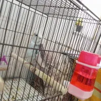 عروس هلندی نر|پرنده|دزفول, |دیوار