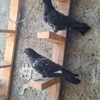 فروشی کبوتر سه عدد تاپ سیاه