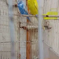 جفت مرغ عشق. ماده اسپانگل. نرم زرد کاشانی|پرنده|زهک, |دیوار