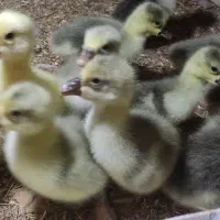 جوجه قوغاز یک روزه