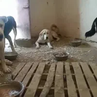 فروش الابای نر و ماده شجره دار اصیل|سگ|تهران, پردیسان|دیوار