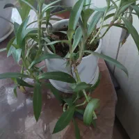 گل موسی در گهواره