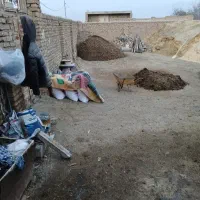 کود حیوانی گاوی نیمه کهنه تمیز