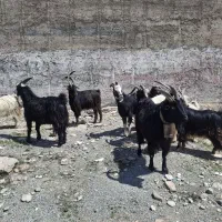 دام|حیوانات مزرعه|فردیس, شهرک اسکویی|دیوار