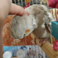 عروس هلندی ماده|پرنده|نقده, |دیوار