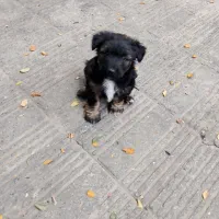 سگ پاکوتاه دوماهه نر