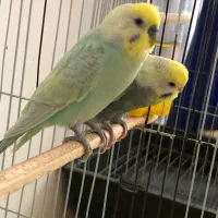 مرغ عشق مولد رینبو درجه 1 با جوجه فروش فوری