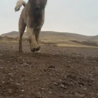 توله سگ سرابی اصیل