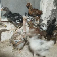 جوجه 3 ماهه